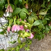 Plants: image 119 Of 208 Thumb